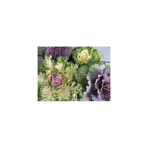 Pyntekl, Brassica oleracea, mix. ID1957-4370. Fr.