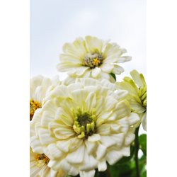 Frkenhat. Polar bear. Zinnia elegans. Fr.