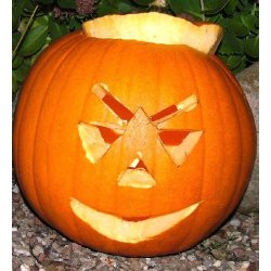 Grskar. Connecticut field. Cucurbita pepo.Fr.