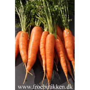 Gulerod. Resistafly. Daucus carota var. sativus. F1. Fr.