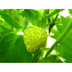 Jordbr. Yellow. Fragaria vesca. Fr.