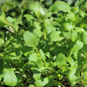 Rucola fr�. Wasabi. Diplotaxis erucoides.  Ca. 2200 Fr�.