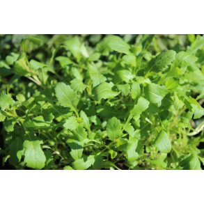 Rucola. Wasabi. Diplotaxis erucoides.  Fr.