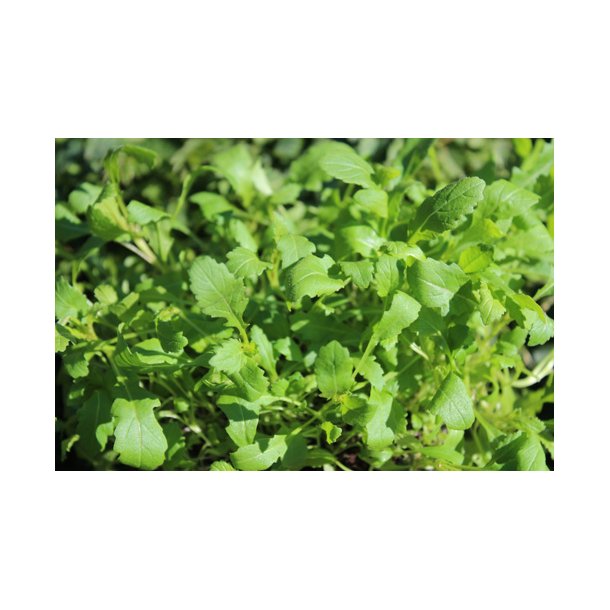 Rucola. Wasabi. Diplotaxis erucoides.  Fr.