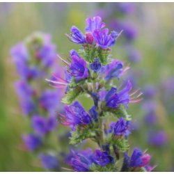 Slangehoved. Blue Bedder. Echium plantagineum. Fr.