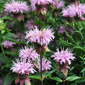 Indianermonarda fr�. Monarda fistolosa. Ca. 2000 Fr�