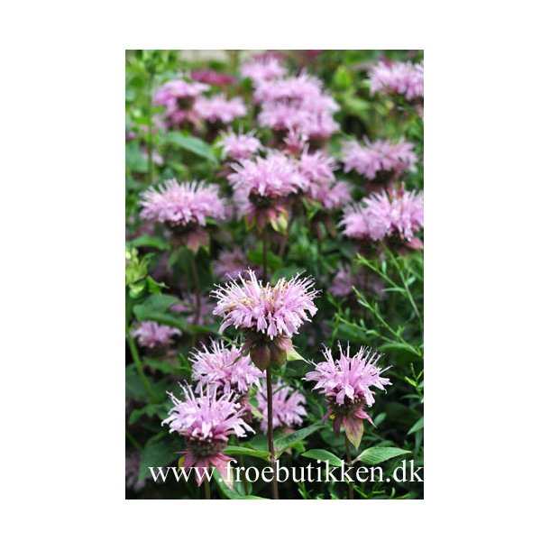Indianermonarda. Monarda fistolosa. Fr