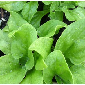 Isplante. Mesembryanthemum crystallinum. Fr.