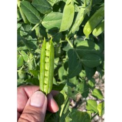 rter. Karina. Pisum sativum. kologisk. Fr.