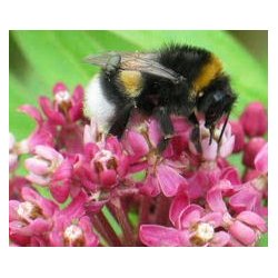 Rosensilkeplanter. Carmine rose. Asclepias incarnata. Fr.