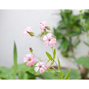 Sbeurt. Saponaria vaccaria. Pink beauty. Fr.