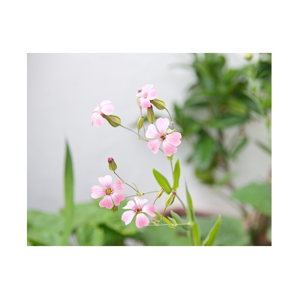 Sbeurt. Saponaria vaccaria. Pink beauty. Fr.