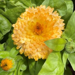 Morgenfrue fr�. Apricot twist. Calendula officinalis. Ca. 550 Fr�