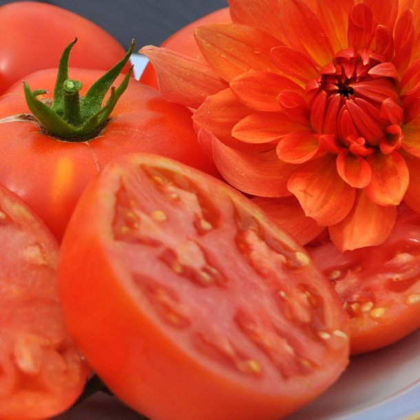 Tomat fr�. Ace 55 VF. Solanum lycopersicum. Ca. 40 �kologiske fr�
