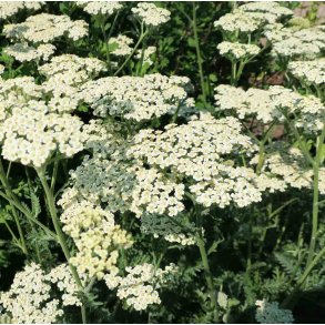 Rlliker. Wild. Achillea millefolium. Fr