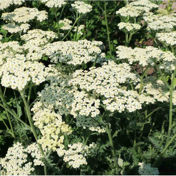 Rlliker. Wild. Achillea millefolium. Fr