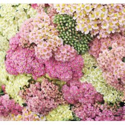 Rlliker. Pastelblanding.  Achillea millefolium. Fr
