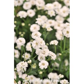 Rllike. The pearl. Achillea ptarmica. Fr