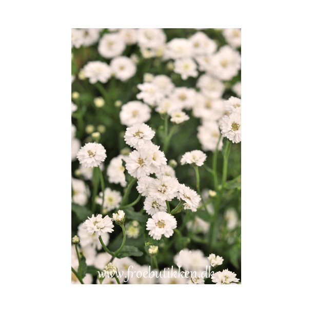 Rllike. The pearl. Achillea ptarmica. Fr