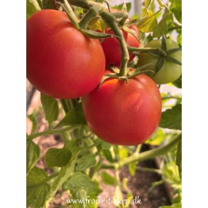 Tomat. Adam. Solanum lycopersicum. F1. Fr