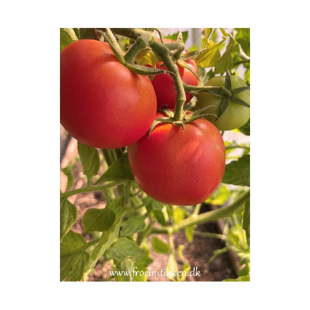 Tomat. Adam. Solanum lycopersicum. F1. Fr