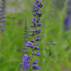 �renpris fr�. Aks. Veronica spicata. Bl�. XL pose. Ca. 100100 Fr�.