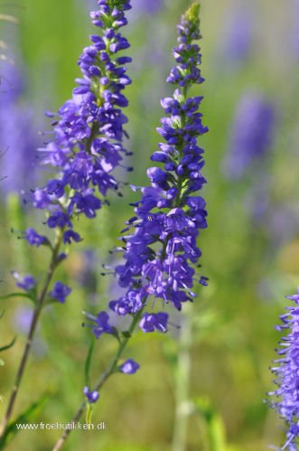 Til 1000-vis af blomster