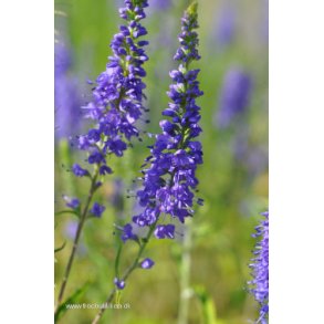 renpris. Aks. Veronica spicata. Bl. Fr.
