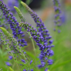 �renpris fr�. Aks. Veronica spicata. Bl�. XL pose. Ca. 100100 Fr�.