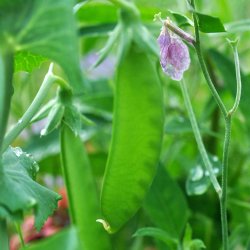 �rter fr�. Alderman. Pisum sativum. Ca. 130 Fr�