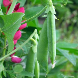 �rter fr�. American wonder. Pisum sativum. Ca. 180 fr�