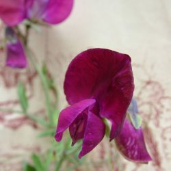 rteblomster fr. Lathyrus odoratus. Beaujolais. Ca. 65 Fr.