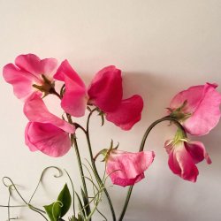 �rteblomster fr�. Spencer. Geranium pink. Ca. 65 fr�