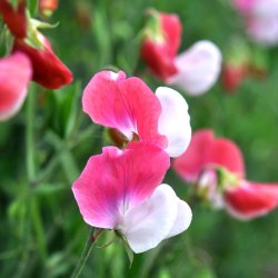 �rteblomster fr�. Lathyrus odoratus. Painted Lady. �kologisk. Ca. 30 Fr�