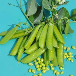 �rter fr�. American wonder. Pisum sativum. Ca. 180 fr�