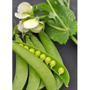 rter. Delikett. Pisum sativum. Fr.