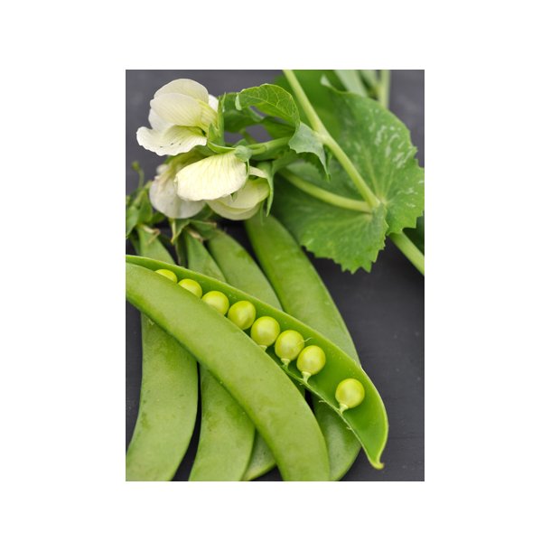 rter. Delikett. Pisum sativum. Fr.