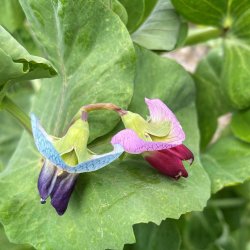 �rter fr�. Purple-podded. Desiree. Pisum sativum. Ca. 240 Fr�.