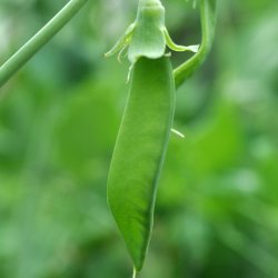 �rter fr�. Mechelse Krombek. Pisum sativum. Ca. 350 Fr�.