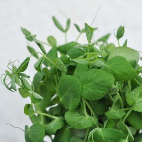 Mikrogr�nt fr�. �rteskud. Pisum sativum. Ca. 160 Fr�