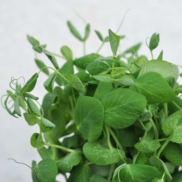 Mikrogr�nt fr�. �rteskud. Pisum sativum. Ca. 160 Fr�