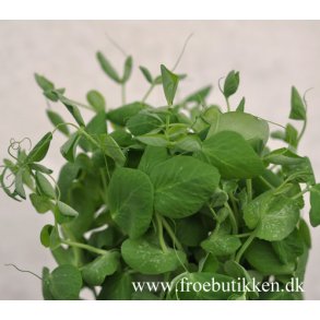 Mikrogrnt. rteskud. Pisum sativum. Fr