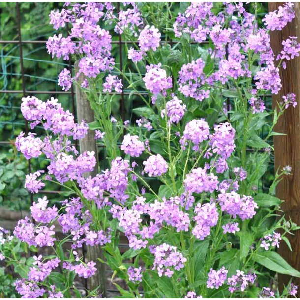 Aftenstjerne. Hesperis matronalis. Purple. Fr