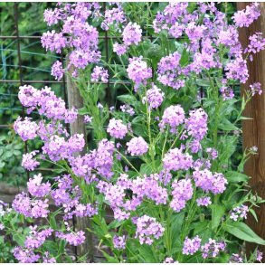 Aftenstjerne. Hesperis matronalis. Purple. Fr