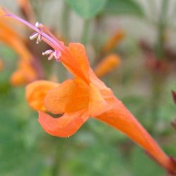 Indianermynte fr�. Navajo sunset. Agastache auranatiaca. Fr�.