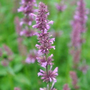 Indianermynte fr�. Rose mint. Agastache pallidiflora subsp neomexicana.  Fr�.