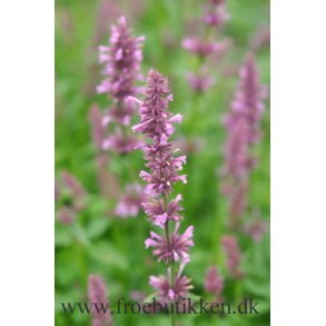 Indianermynte. Rose mint. Agastache pallidiflora subsp neomexicana.  Fr.