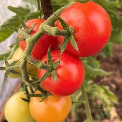 Tomat fr�. Agent. Solanum lycopersicum. F1. Ca. 10 Fr�