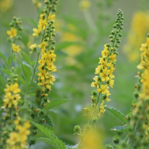 Agerm�ne fr�. Agrimonia eupatoria. Ca. 110 Fr�