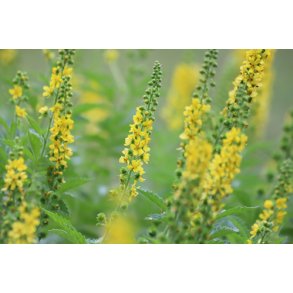 Agermne. Agrimonia eupatoria. Fr